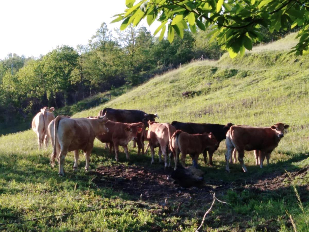 028 - Agriturismo "Il Boschetto" Con Piscina, Pace E Natura - Camera Familiare Cavizzano Exteriér fotografie